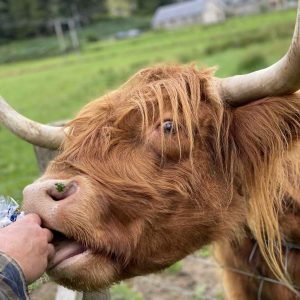 Jo Coo 2__1632741527_81.131.132.247