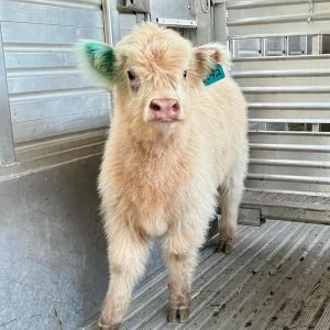 WhatsApp Image 2025-06-24 at 08.52.22_5e43764c