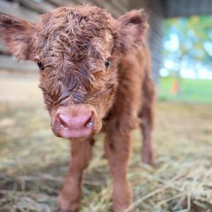 WhatsApp Image 2025-06-24 at 08.52.22_bfb522b2